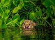 Jaguar peeking from the water in the Brazilian Pantanal - iconic Pantanal wildlife