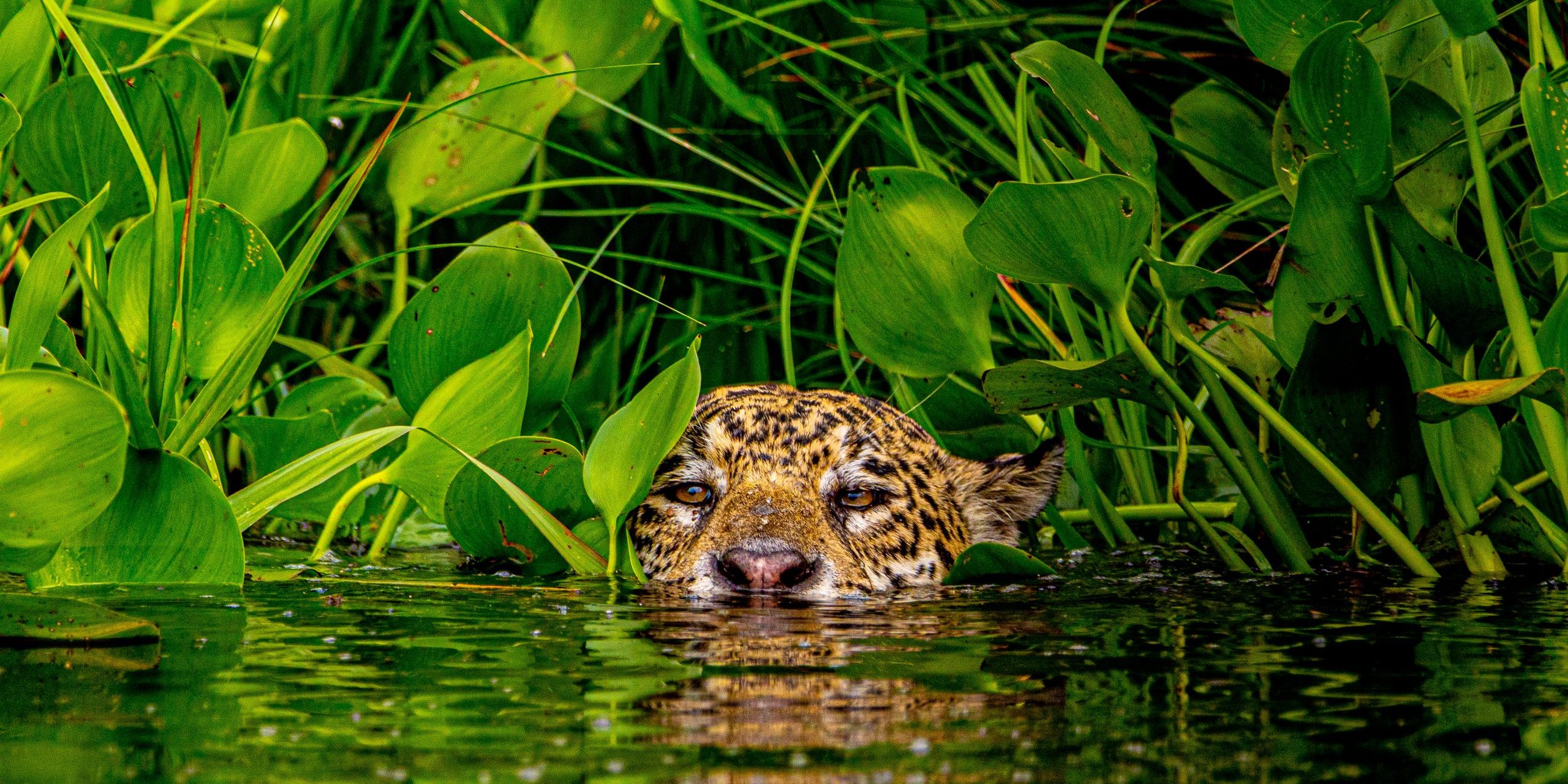 Jaguar peeking from the water in the Brazilian Pantanal - iconic Pantanal wildlife