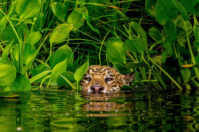 Jaguar peeking from the water in the Brazilian Pantanal - iconic Pantanal wildlife