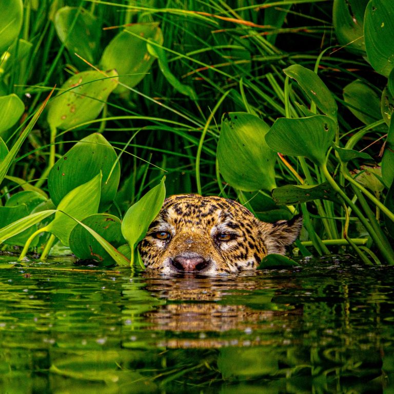 Jaguar peeking from the water in the Brazilian Pantanal - iconic Pantanal wildlife