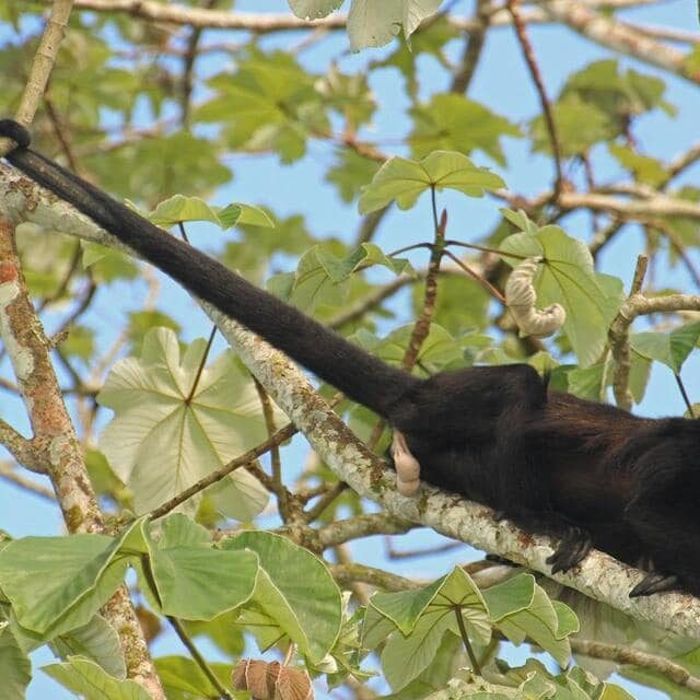 Howler Monkey