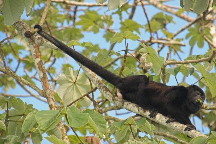 Howler Monkey