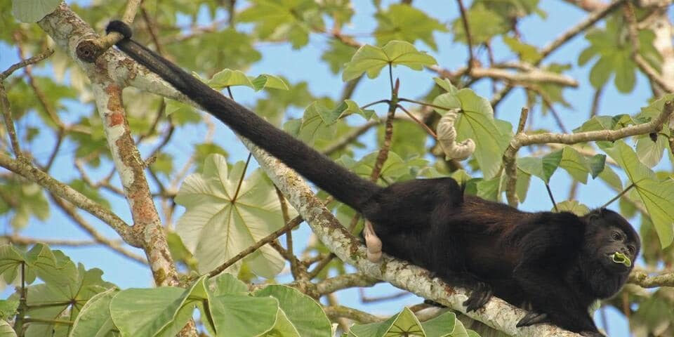 Howler Monkey