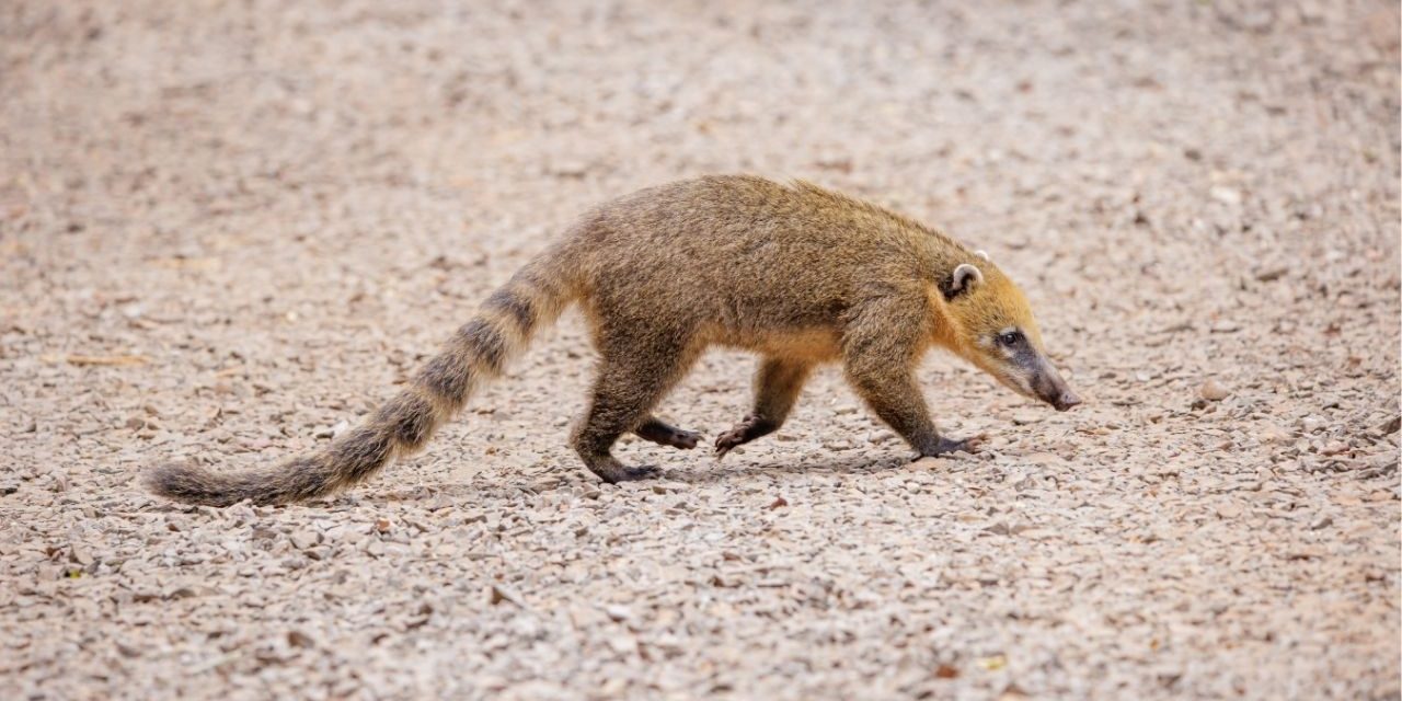 coati foz do iguazu wildlife