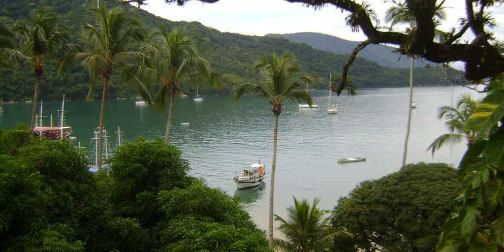 coconut palm tropical brazil