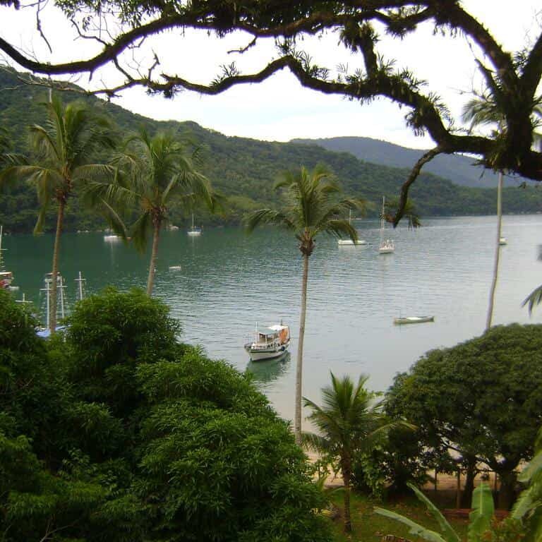 coconut palm tropical brazil