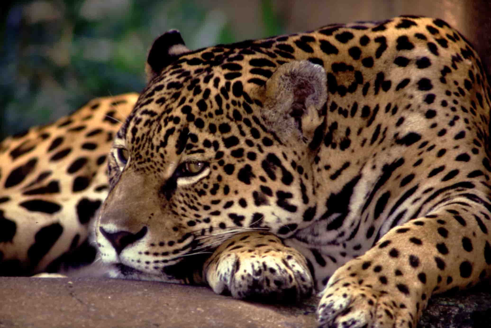 jaguar pantanal