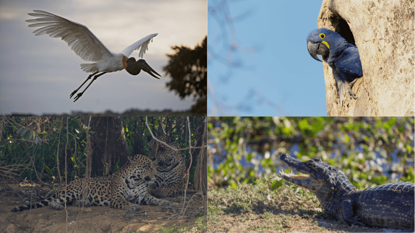 Collage of wildlife in the Brazilian Pantanal featuring tuiuiu, hyacinth macaw, caiman, and jaguar