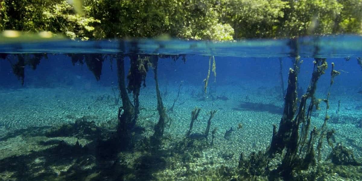 spring freshwater spring freshwater